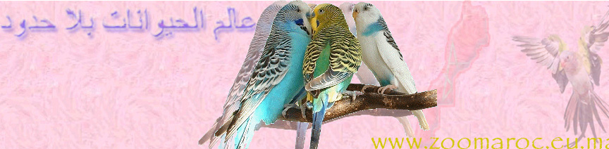 °¨¨°º°¨¨°(*)(_.·´¯`·«¤° عالم الحيوانات بلا حدود °¤»·´¯`·._)(*)°¨¨°º°¨¨°