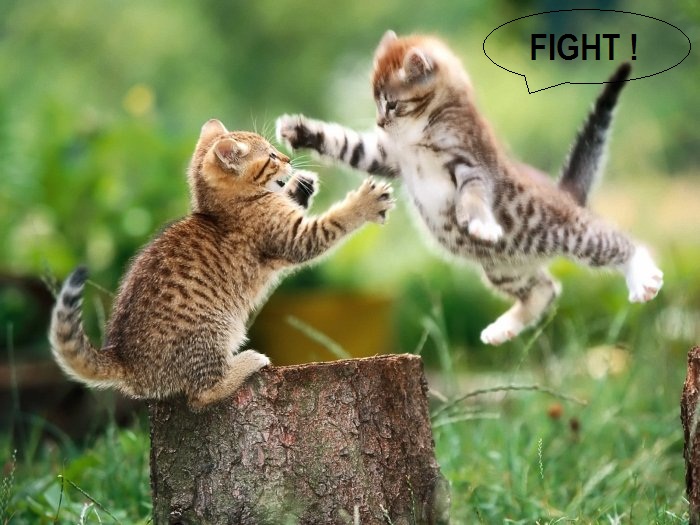 [Image: fight10.jpg]