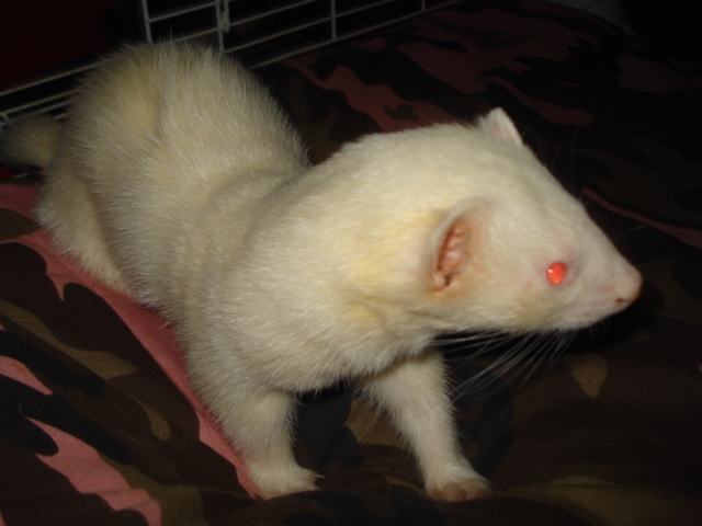 furet blanc