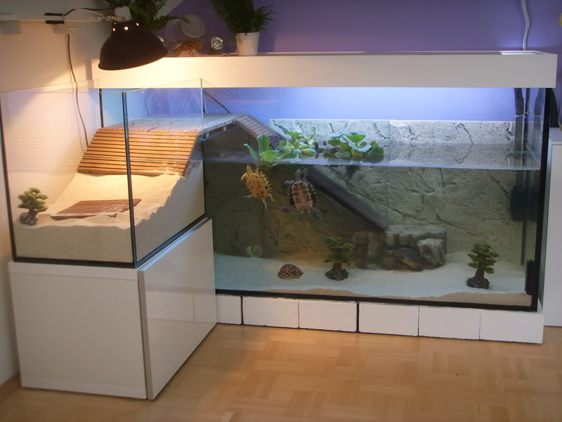 Cool Turtle Tanks