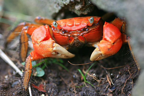 crabe-10.jpg