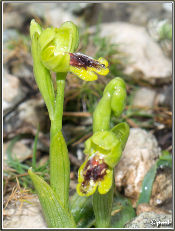 ophrys60.jpg