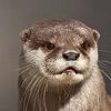loutre10.png