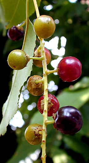 berrie10.jpg